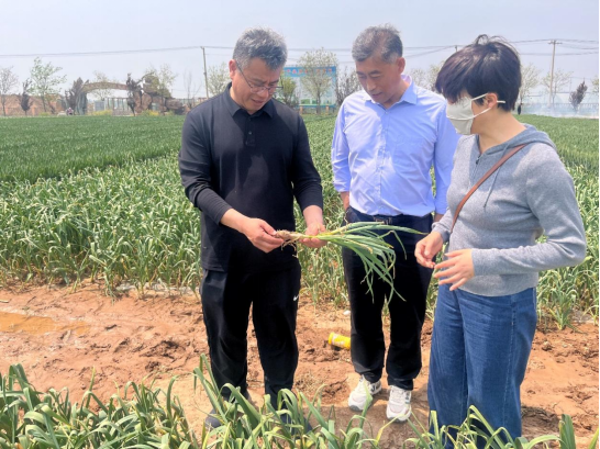徐州市農學會組織開展“農業科技專家縣區行”系列活動，助力大蒜產業提質增效420.png