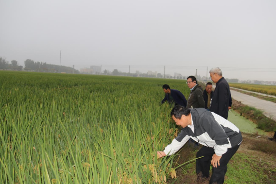 徐州市科協(xié)現(xiàn)代農(nóng)業(yè)領(lǐng)域?qū)W會(huì)聯(lián)合體組織開(kāi)展水稻觀摩和秋播指導(dǎo)活動(dòng)(通訊稿)156.png 徐州市科協(xié)現(xiàn)代農(nóng)業(yè)領(lǐng)域?qū)W會(huì)聯(lián)合體組織開(kāi)展水稻觀摩和秋播指導(dǎo)活動(dòng)(通訊稿)156.png